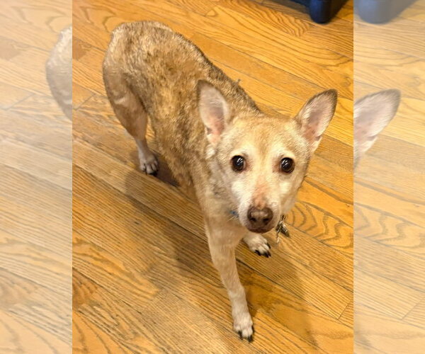 Medium Photo #3 Chihuahua-Unknown Mix Puppy For Sale in New London, WI, USA