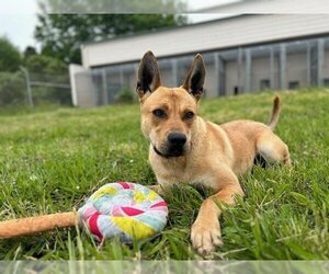 German Shepherd Dog-Unknown Mix Dogs for adoption in McKinleyville, CA, USA