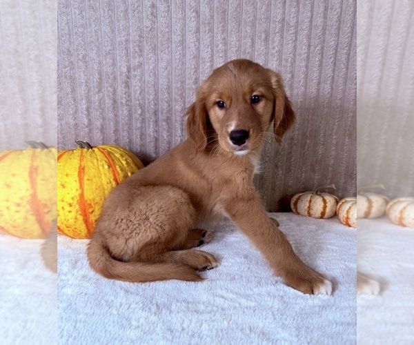Medium Photo #2 Golden Retriever Puppy For Sale in INDIANAPOLIS, IN, USA