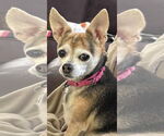 Small #16 Chihuahua Mix