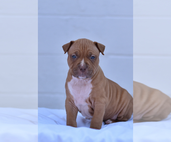 Medium Photo #6 American Bully Puppy For Sale in GOSHEN, KY, USA