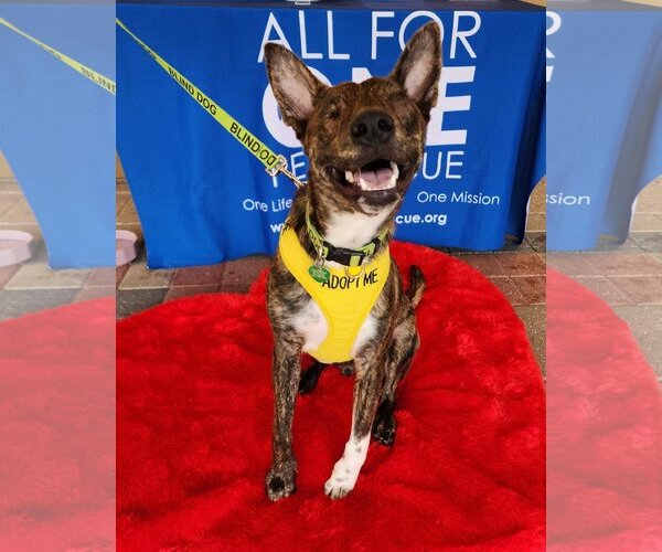 Medium Photo #12 Dutch Shepherd -Unknown Mix Puppy For Sale in Royal Palm Beach, FL, USA