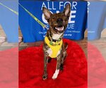 Small #11 Dutch Shepherd  Mix