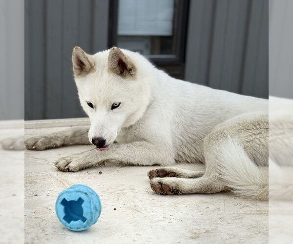 Medium Photo #26 Huskies -Unknown Mix Puppy For Sale in Fargo, ND, USA