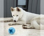 Small #25 Huskies  Mix