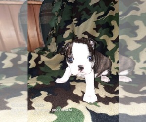 Boston Terrier Puppy for sale in WARSAW, OH, USA