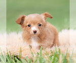 Small #2 Chihuahua