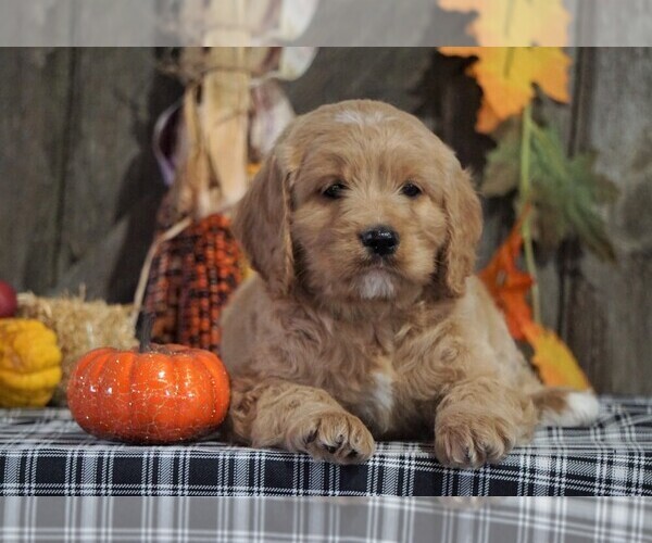 Medium Photo #2 Labradoodle-Poodle (Miniature) Mix Puppy For Sale in FREDERICKSBG, OH, USA