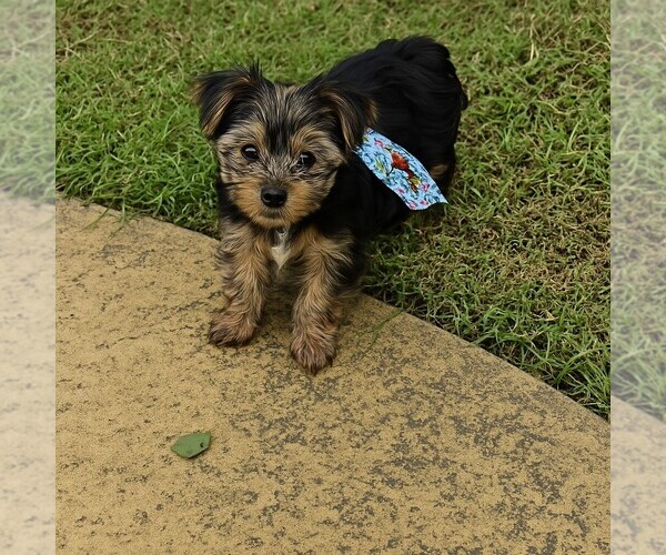Medium Photo #6 Yorkshire Terrier Puppy For Sale in CLAREMORE, OK, USA
