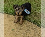 Small #5 Yorkshire Terrier