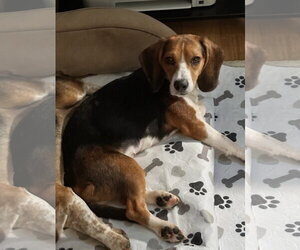 Iris - Female Beagle Dog for Adoption - Photo #2