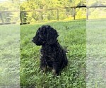 Small #4 Aussiedoodle