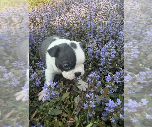 Medium Photo #9 Boston Terrier Puppy For Sale in FREDONIA, KS, USA