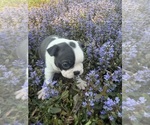 Small #8 Boston Terrier