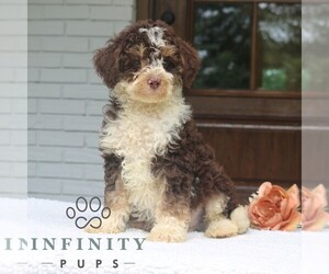 Bernedoodle (Miniature) Puppy for sale in NARVON, PA, USA