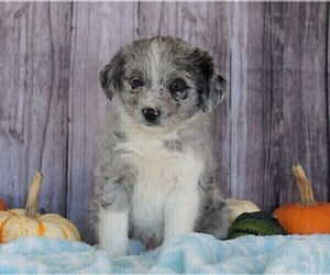 Border-Aussie-Poodle (Standard) Mix Puppy for sale in FREDERICKSBG, OH, USA