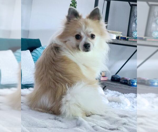 Medium Photo #5 Pomeranian Puppy For Sale in Tustin, CA, USA