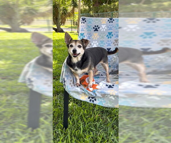 Medium Photo #5 Chihuahua-Unknown Mix Puppy For Sale in Weston, FL, USA