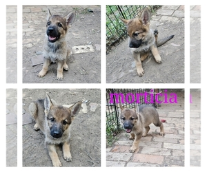 German Shepherd Dog Puppy for sale in FORT WORTH, TX, USA