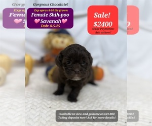 Shih-Poo Puppy for sale in TUCSON, AZ, USA