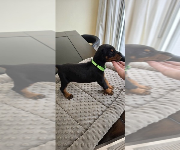 Medium Photo #26 Doberman Pinscher Puppy For Sale in WHEELING, IL, USA