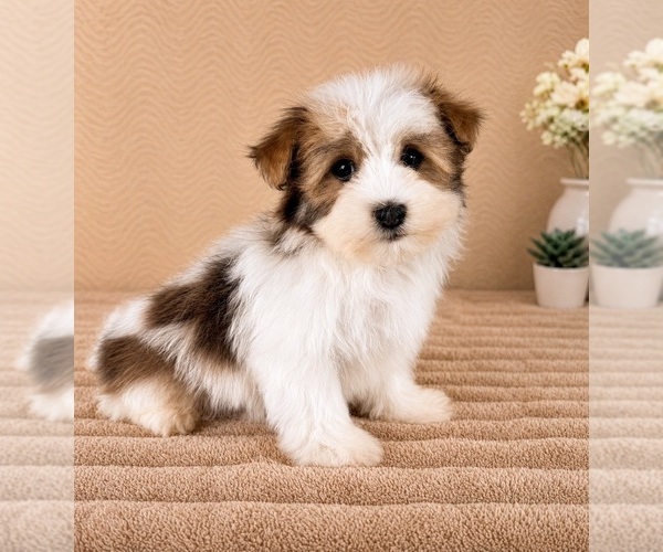 Medium Photo #5 Havanese Puppy For Sale in GREENFIELD, IN, USA