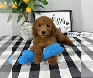 Goldendoodle (Miniature) Puppy for sale in FRANKLIN, IN, USA