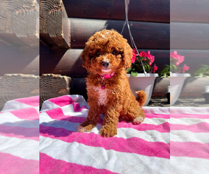 Cavapoo Puppy for sale in NOVI, MI, USA