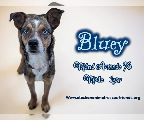 Medium Photo #1 Australian Shepherd-Unknown Mix Puppy For Sale in Anchorage, AK, USA