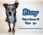 Small Australian Shepherd Mix