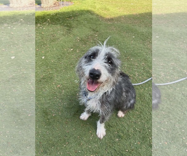 Medium Photo #1 Mutt Puppy For Sale in Woodbury, NY, USA