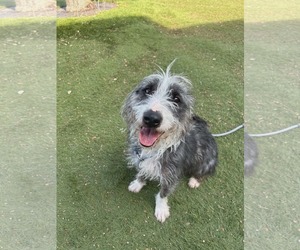 Mutt Dogs for adoption in Woodbury, NY, USA