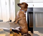Small #4 Dachshund