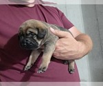 Small #1 Anatolian Shepherd-English Mastweiler Mix