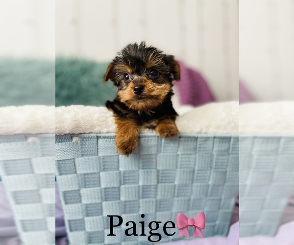 Medium Photo #4 Yorkshire Terrier Puppy For Sale in COOKEVILLE, TN, USA