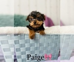 Small Photo #4 Yorkshire Terrier Puppy For Sale in COOKEVILLE, TN, USA