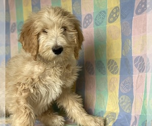 Goldendoodle Puppy for sale in LANCASTER, PA, USA