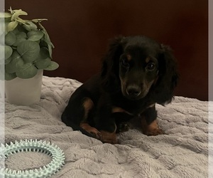 Medium Dachshund