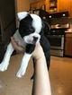 Small Photo #11 Boston Terrier Puppy For Sale in COLUMBIAVILLE, MI, USA