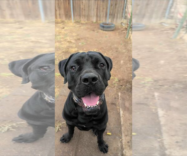 Medium Photo #2 Mutt Puppy For Sale in phoenix, AZ, USA