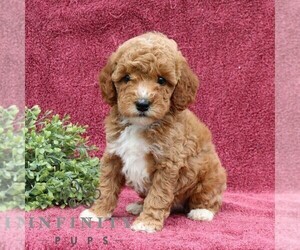 Goldendoodle (Miniature) Puppy for sale in EPHRATA, PA, USA