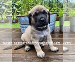 Image preview for Ad Listing. Nickname: Litter of 10