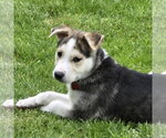 Small #12 Siberian Husky Mix