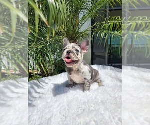 French Bulldog Puppy for sale in LEHIGH ACRES, FL, USA