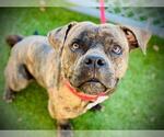 Small #1 American Staffordshire Terrier-Bulldog Mix