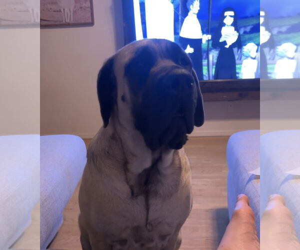Medium Photo #7 Mastiff Puppy For Sale in Goodyear, AZ, USA