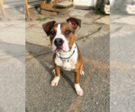 Small #11 Boxador