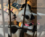 Puppy Frank American Pit Bull Terrier