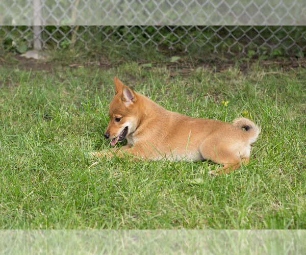 Medium Photo #3 Shiba Inu Puppy For Sale in MILWAUKEE, WI, USA