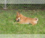 Small Photo #3 Shiba Inu Puppy For Sale in MILWAUKEE, WI, USA